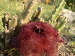 Stapelia hirsuta var. hirsuta green stems